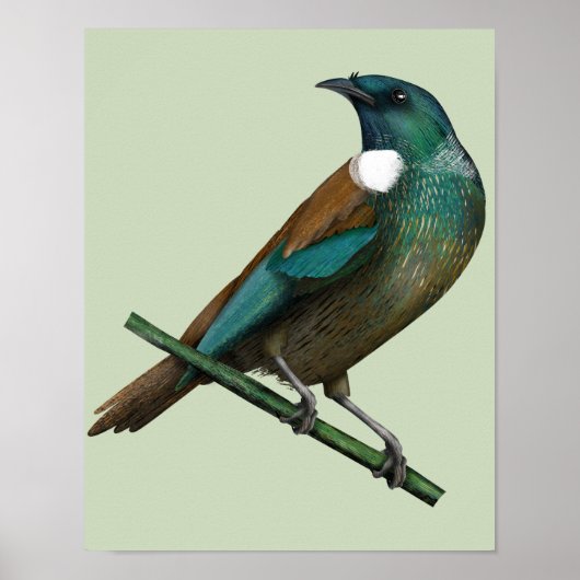 Tui Nieuw-Zeelands Vogel Poster (Voorkant)