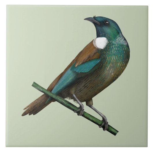 Tui Nieuw-Zeelands Vogel Tegeltje (Voorkant)