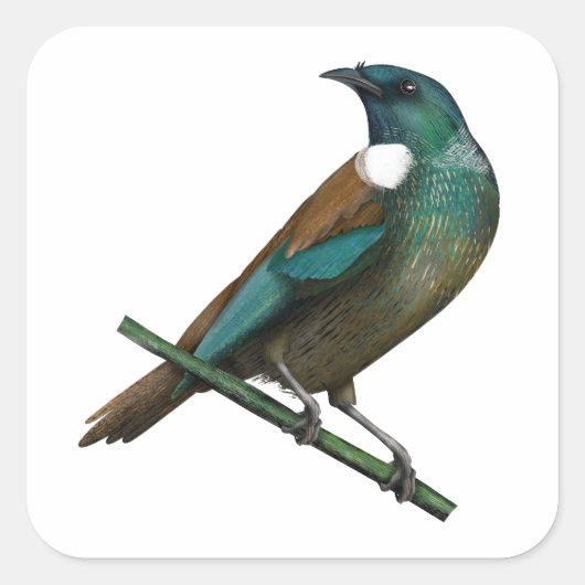 Tui Nieuw-Zeelands Vogel Vierkante Sticker (Voorkant)