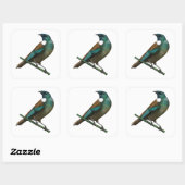 Tui Nieuw-Zeelands Vogel Vierkante Sticker (Vel)