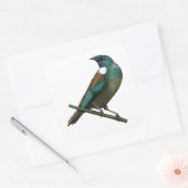 Tui Nieuw-Zeelands Vogel Vierkante Sticker (Envelop)