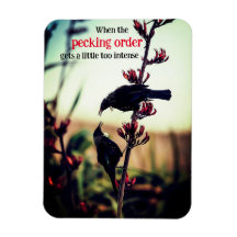 Tui vogels vechten op vlas