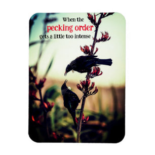 Tui vogels vechten op vlas magneet