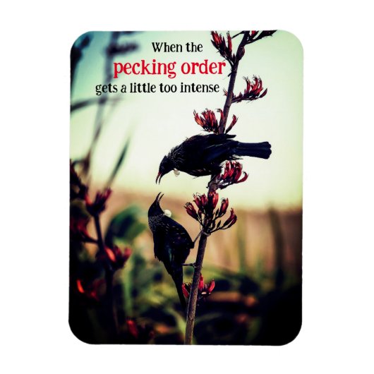 Tui vogels vechten op vlas magneet (Verticaal)