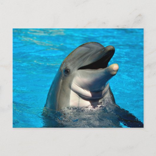 tuimelaar briefkaart (Voorkant)