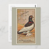 tuimelaar briefkaart (Voorkant / Achterkant)