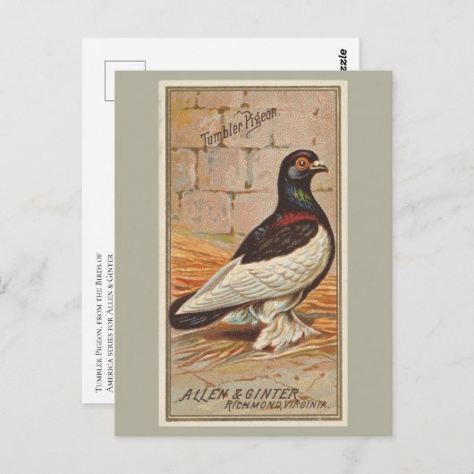 tuimelaar briefkaart (Voorkant / Achterkant)