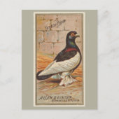 tuimelaar briefkaart (Voorkant)