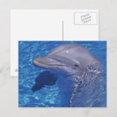 Tuimelaar, Tursiops Truncatus Briefkaart (Voorkant / Achterkant)