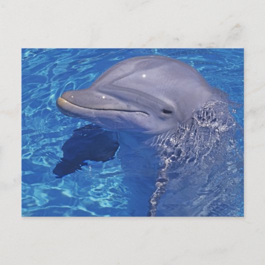 Tuimelaar, Tursiops Truncatus Briefkaart (Voorkant)
