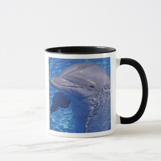 Tuimelaar, Tursiops Truncatus Mok (Rechts)