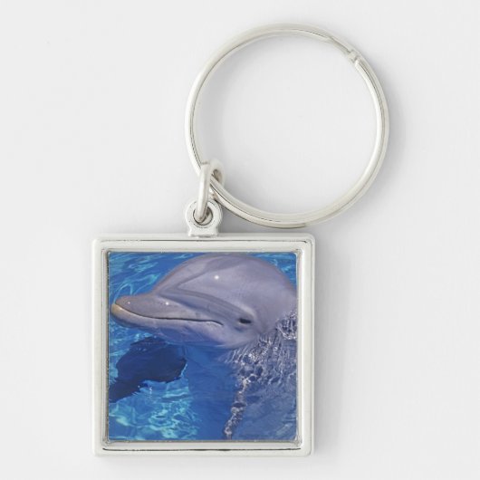 Tuimelaar, Tursiops Truncatus Sleutelhanger (Voorkant)