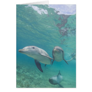 Tuimelaars Tursiops truncatus