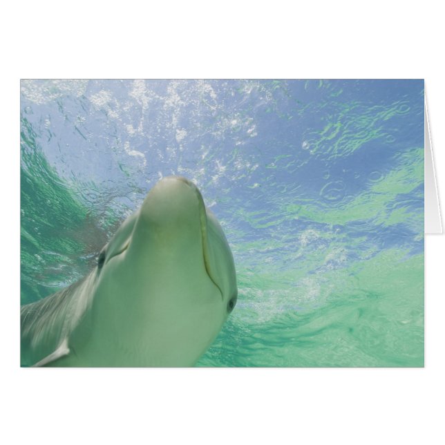 Tuimelaars (Tursiops truncatus) (Voorkant Horizontaal)