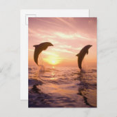 Tuimelaars Tursiops truncatus Briefkaart (Voorkant / Achterkant)