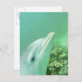 Tuimelaars Tursiops truncatus Briefkaart (Voorkant / Achterkant)