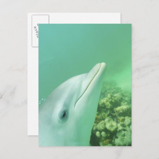 Tuimelaars Tursiops truncatus Briefkaart (Voorkant / Achterkant)