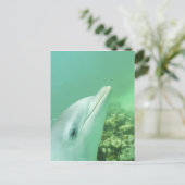 Tuimelaars Tursiops truncatus Briefkaart (Staand voorkant)