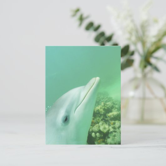 Tuimelaars Tursiops truncatus Briefkaart (Staand voorkant)