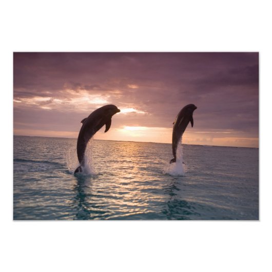 Tuimelaars Tursiops truncatus Foto Afdruk (Voorkant)