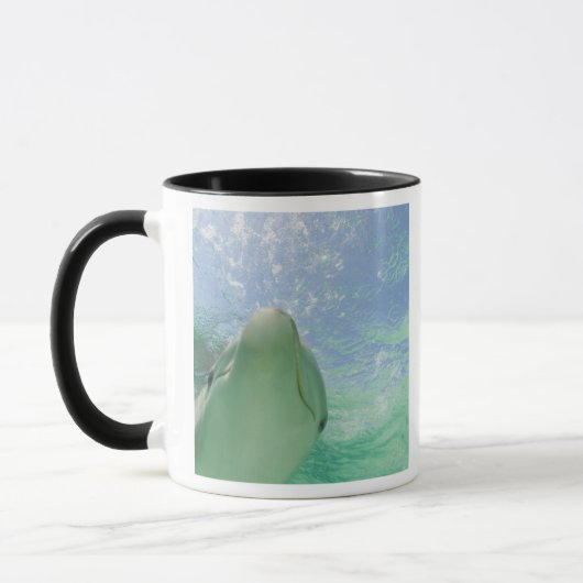 Tuimelaars (Tursiops truncatus) Mok (Links)