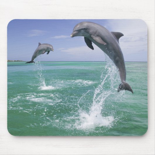 Tuimelaars Tursiops truncatus Muismat (Voorkant)