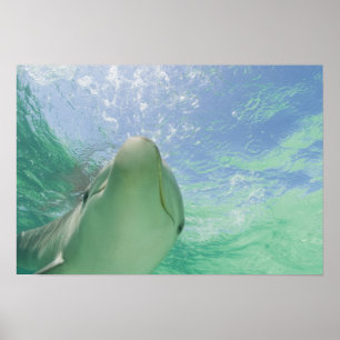 Tuimelaars (Tursiops truncatus) Poster