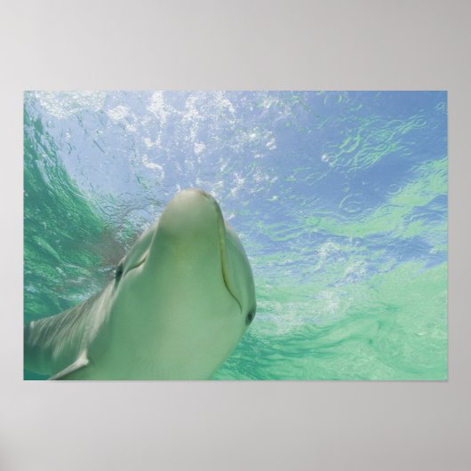 Tuimelaars (Tursiops truncatus) Poster (Voorkant)