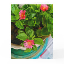 Tuin Baby Zon Roos Plant in pot gevouwen begroetin