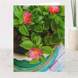 Tuin Baby Zon Roos Plant in pot gevouwen begroetin Kaart