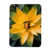 Tuin bladplant gele bladeren, magneet (Verticaal)