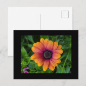 Tuin Briefkaart (Voorkant / Achterkant)