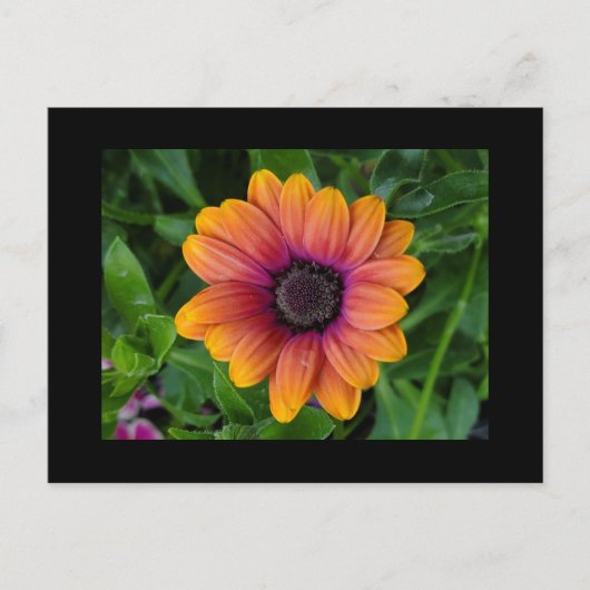 Tuin Briefkaart (Voorkant)
