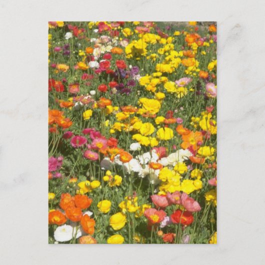 Tuin Briefkaart (Voorkant)