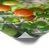 Tuin Cherry Tomatoes Abstracte Natuur Art Poster (Hoek)