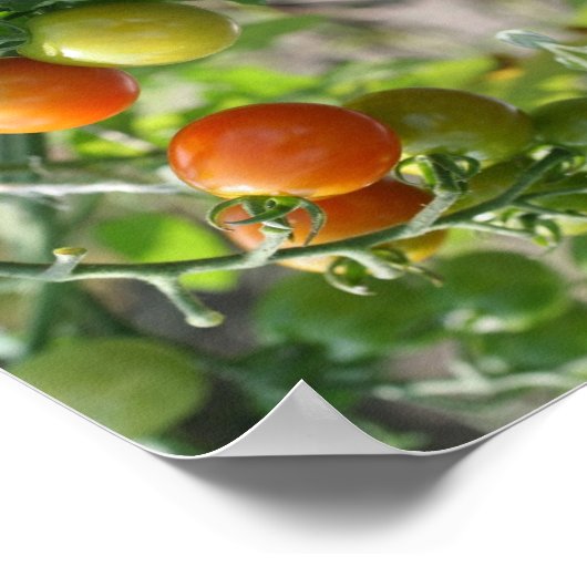 Tuin Cherry Tomatoes Abstracte Natuur Art Poster (Hoek)