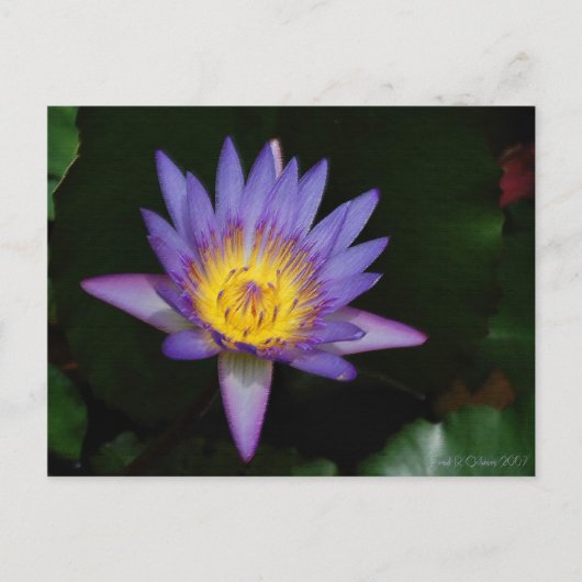 tuin der eden briefkaart (Voorkant)