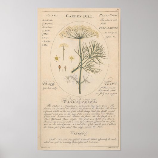 Tuin Dill Botanische Print (Voorkant)