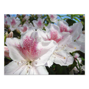 Tuin Fotografie Azalea Bloemen Bloemstukken Foto Afdruk