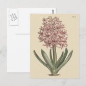 Tuin Hyacint Botanische Illustratie Briefkaart (Voorkant / Achterkant)