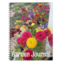 Tuin Journaal Rannunculus Rode Lente Bloemen