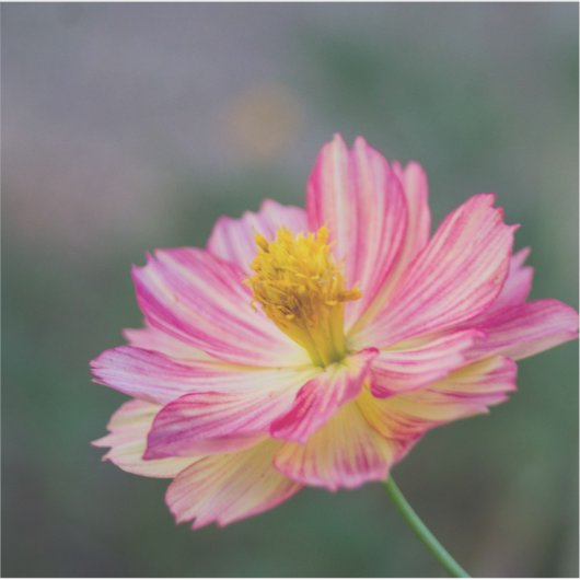 Tuin Kosmos bloem Sticker (Voorkant)