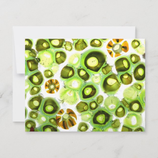 tuin nr. 11 (Voorkant)