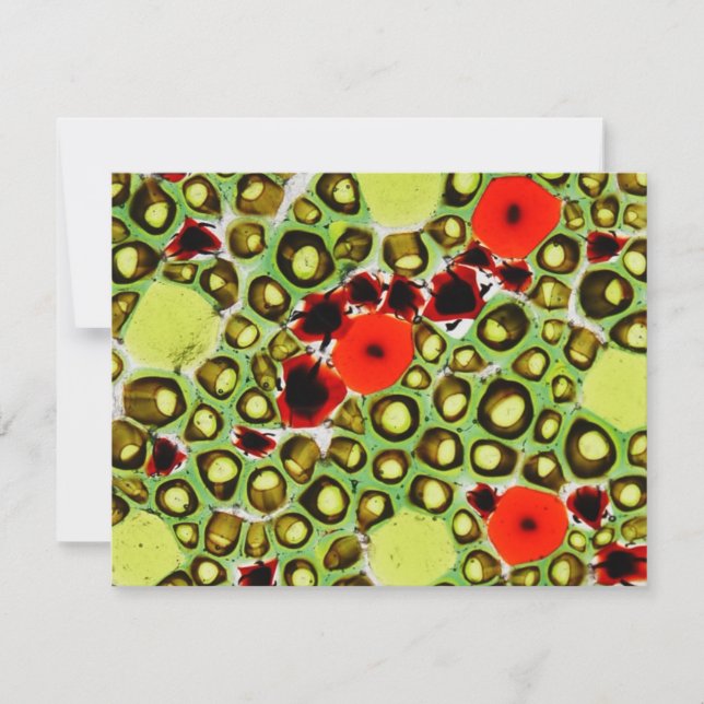 tuin nr . 9 (Voorkant)