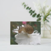 Tuin slak en witte anjer Briefkaart (Staand voorkant)