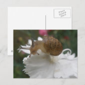 Tuin slak en witte anjer Briefkaart (Voorkant / Achterkant)