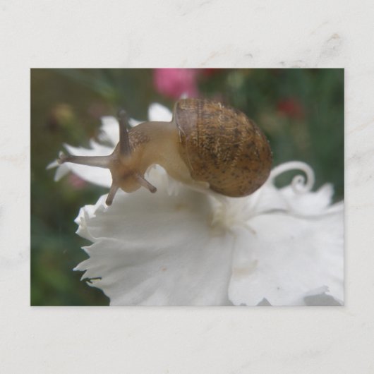 Tuin slak en witte anjer Briefkaart (Voorkant)