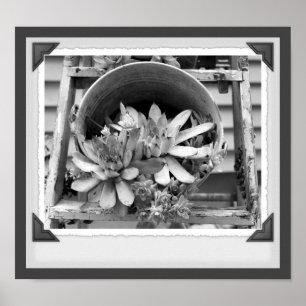 Tuin succulenten zwart-wit snapshot poster