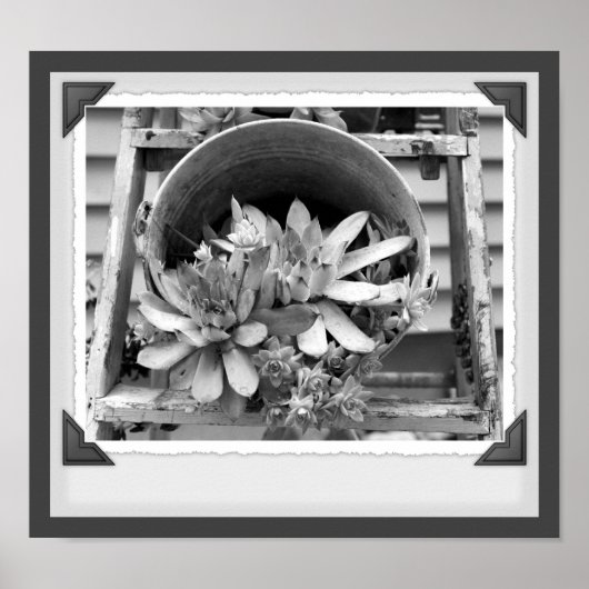 Tuin succulenten zwart-wit snapshot poster (Voorkant)