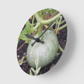 Tuin: Teelt van pompoen Ronde Klok (Hoek)